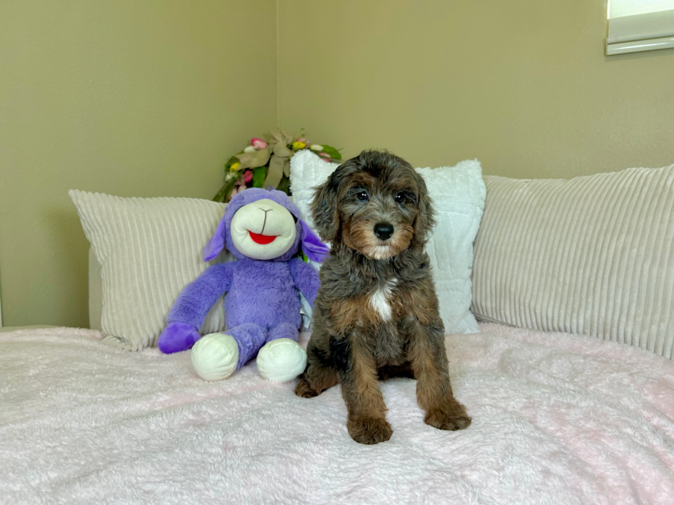 Mini Goldendoodle Pup Being Cute