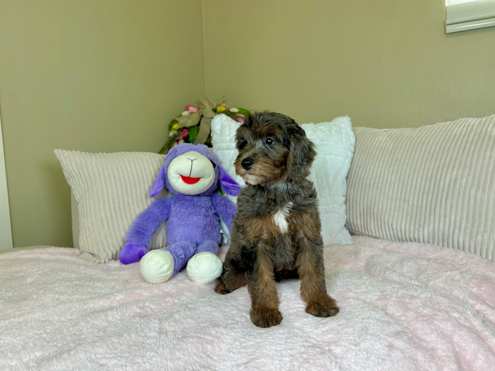 Cute Mini Goldendoodle Poodle Mix Pup
