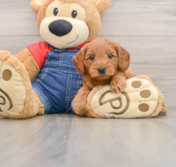 8 week old Mini Goldendoodle Puppy For Sale - Lone Star Pups