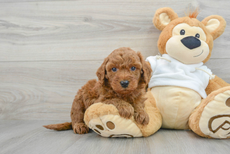 Best Mini Goldendoodle Baby