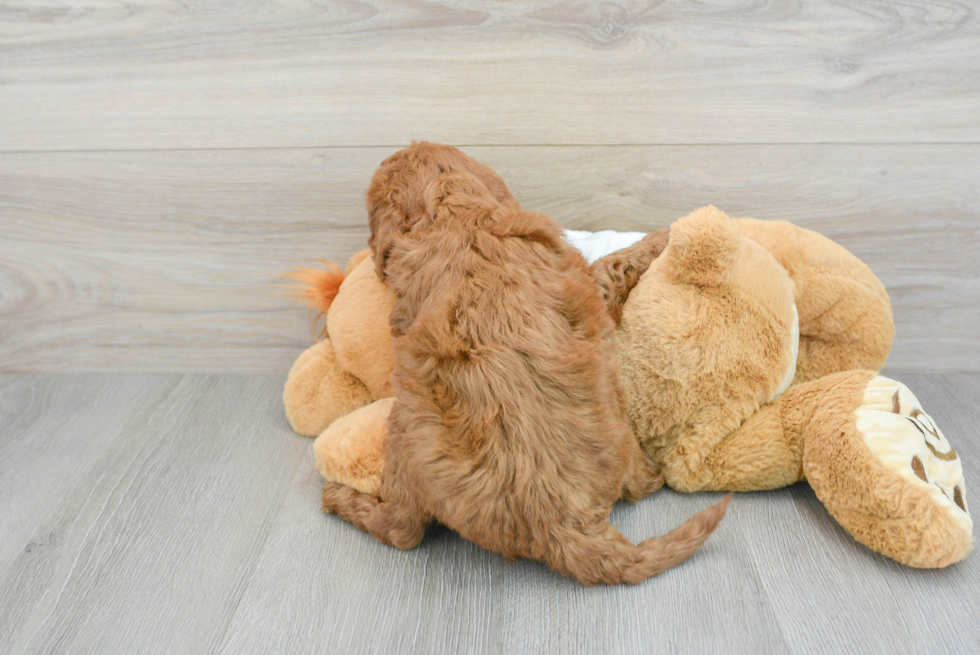 Cute Mini Goldendoodle Baby