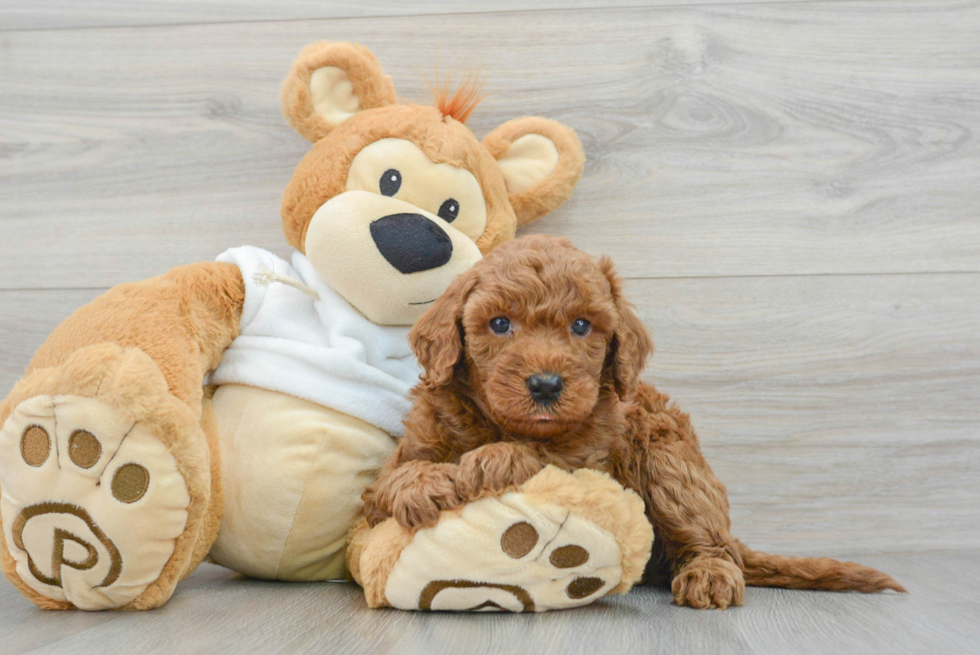 Energetic Golden Retriever Poodle Mix Puppy