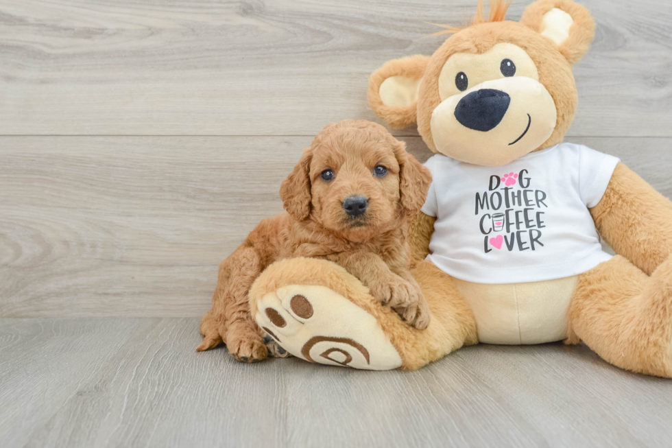 Popular Mini Goldendoodle Poodle Mix Pup