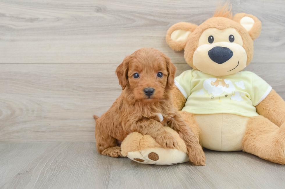 6 week old Mini Goldendoodle Puppy For Sale - Lone Star Pups