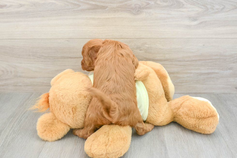 Adorable Golden Retriever Poodle Mix Poodle Mix Puppy