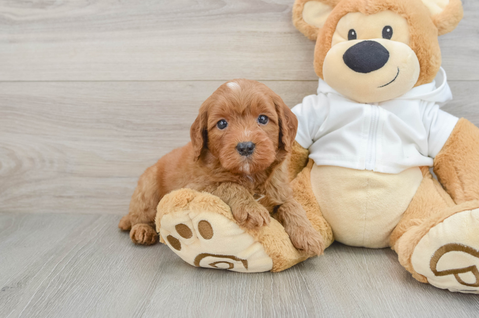 5 week old Mini Goldendoodle Puppy For Sale - Lone Star Pups