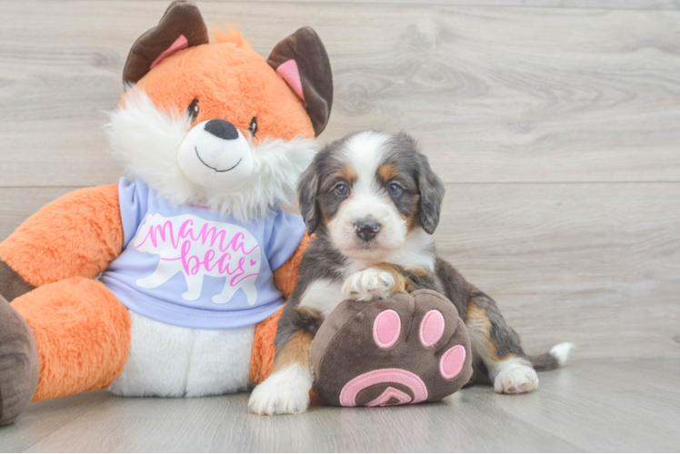 Best Mini Goldendoodle Baby
