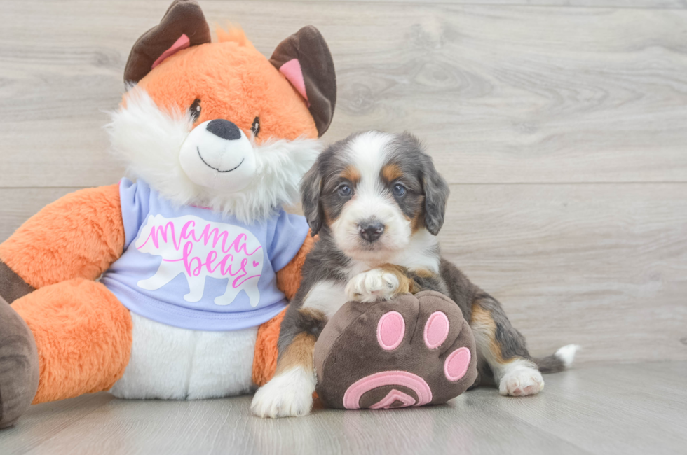 5 week old Mini Goldendoodle Puppy For Sale - Lone Star Pups