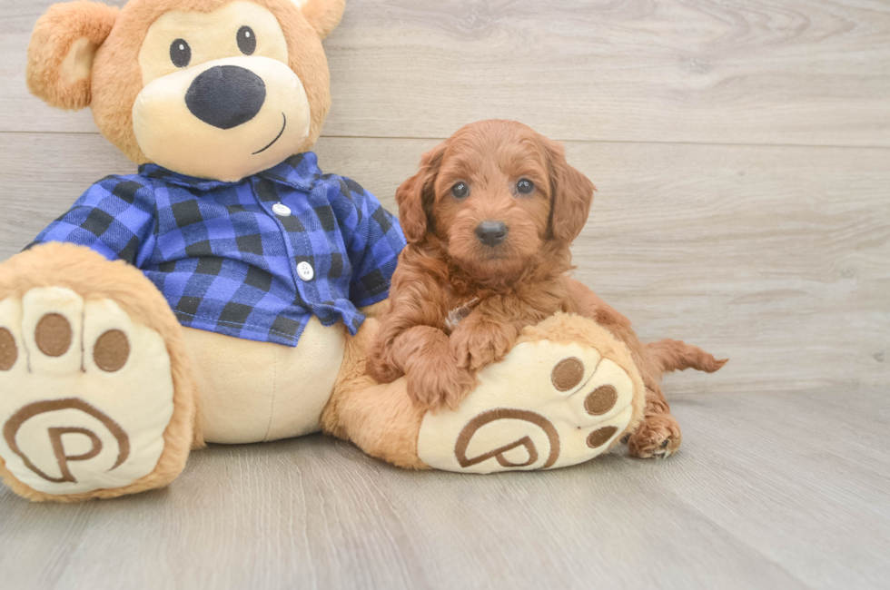 7 week old Mini Goldendoodle Puppy For Sale - Lone Star Pups