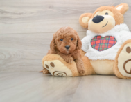 6 week old Mini Goldendoodle Puppy For Sale - Lone Star Pups