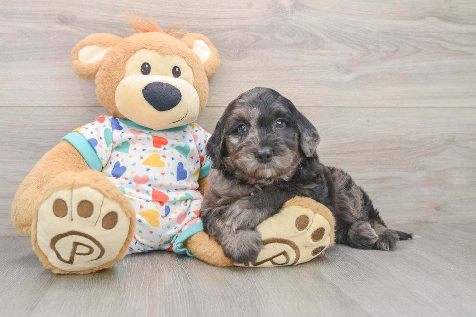 Mini Goldendoodle Pup Being Cute