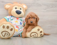 7 week old Mini Goldendoodle Puppy For Sale - Lone Star Pups