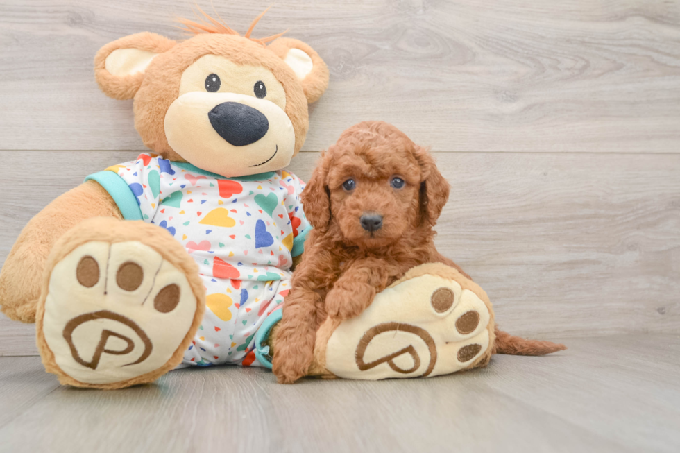 Mini Goldendoodle Puppy for Adoption