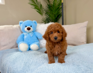 8 week old Mini Goldendoodle Puppy For Sale - Lone Star Pups