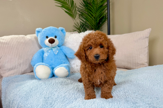 Cute Mini Goldendoodle Baby