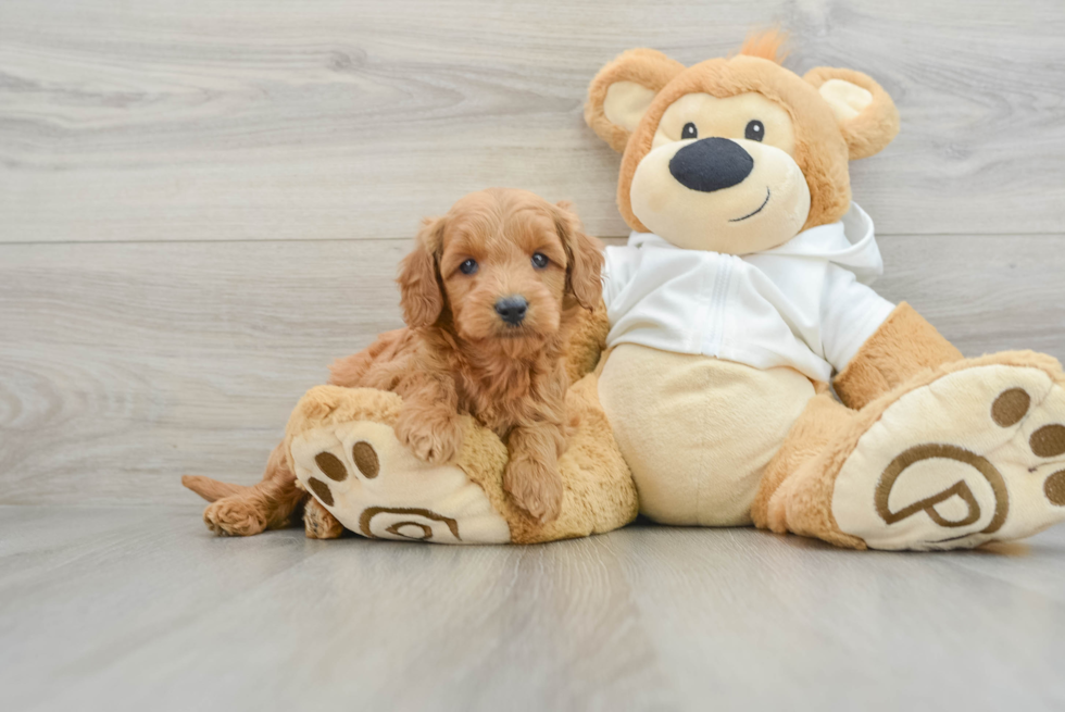 Petite Mini Goldendoodle Poodle Mix Pup