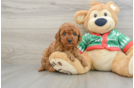 Mini Goldendoodle Puppy for Adoption