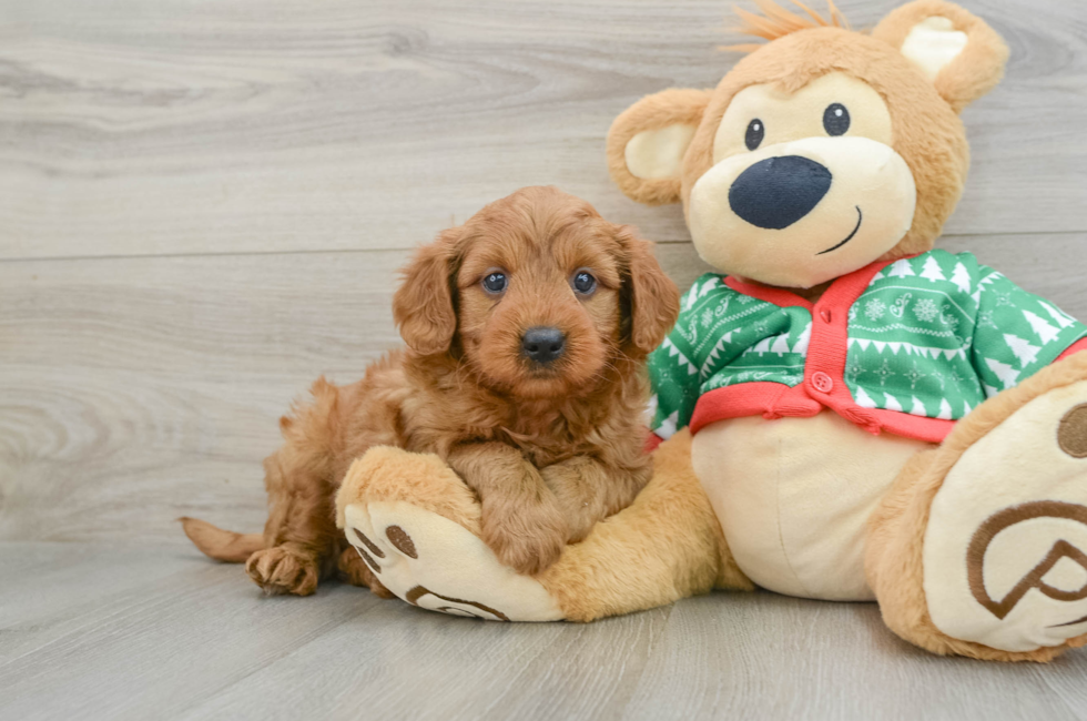 5 week old Mini Goldendoodle Puppy For Sale - Lone Star Pups