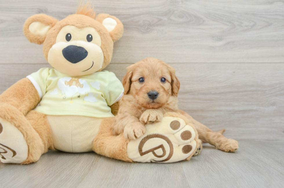 6 week old Mini Goldendoodle Puppy For Sale - Lone Star Pups