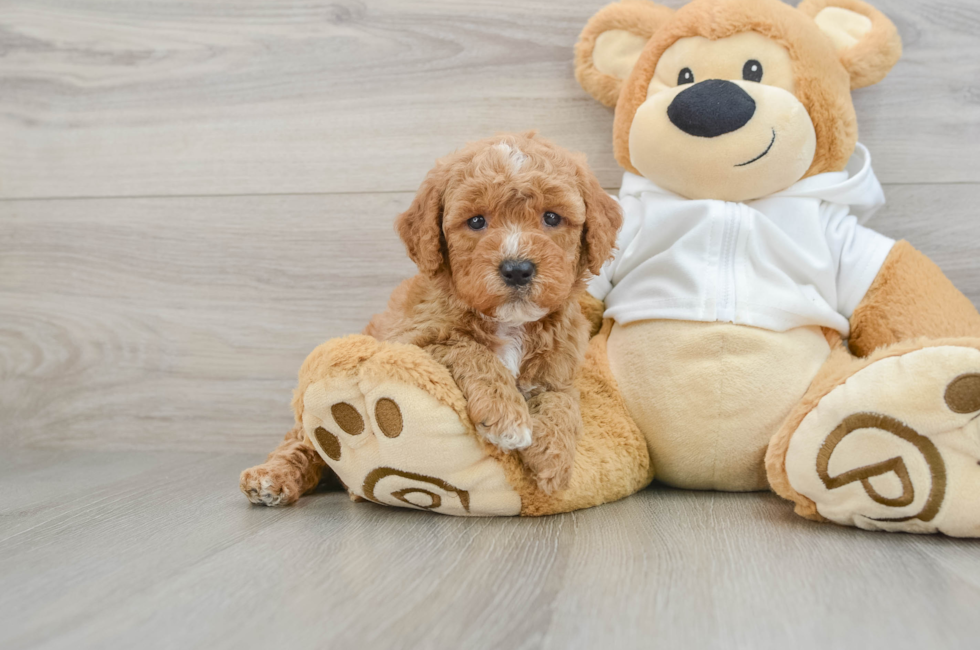 5 week old Mini Goldendoodle Puppy For Sale - Lone Star Pups