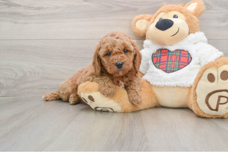 Best Mini Goldendoodle Baby
