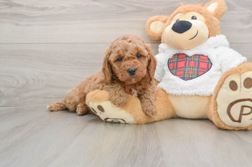 5 week old Mini Goldendoodle Puppy For Sale - Lone Star Pups