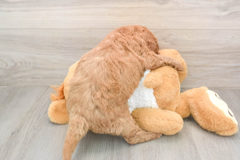 Adorable Golden Retriever Poodle Mix Poodle Mix Puppy