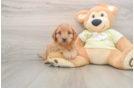 Best Mini Goldendoodle Baby