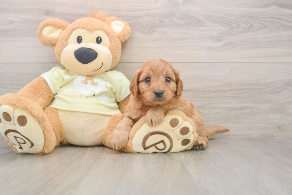 Petite Mini Goldendoodle Poodle Mix Pup