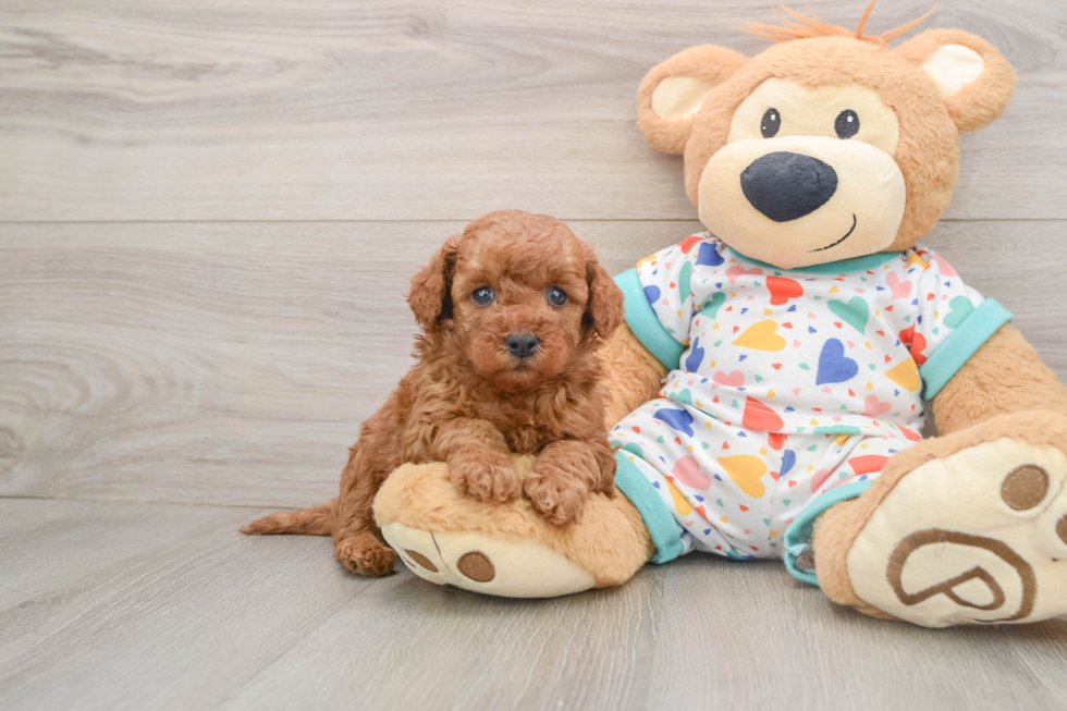 Best Mini Goldendoodle Baby