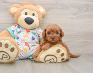 7 week old Mini Goldendoodle Puppy For Sale - Lone Star Pups