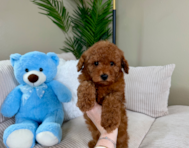 8 week old Mini Goldendoodle Puppy For Sale - Lone Star Pups
