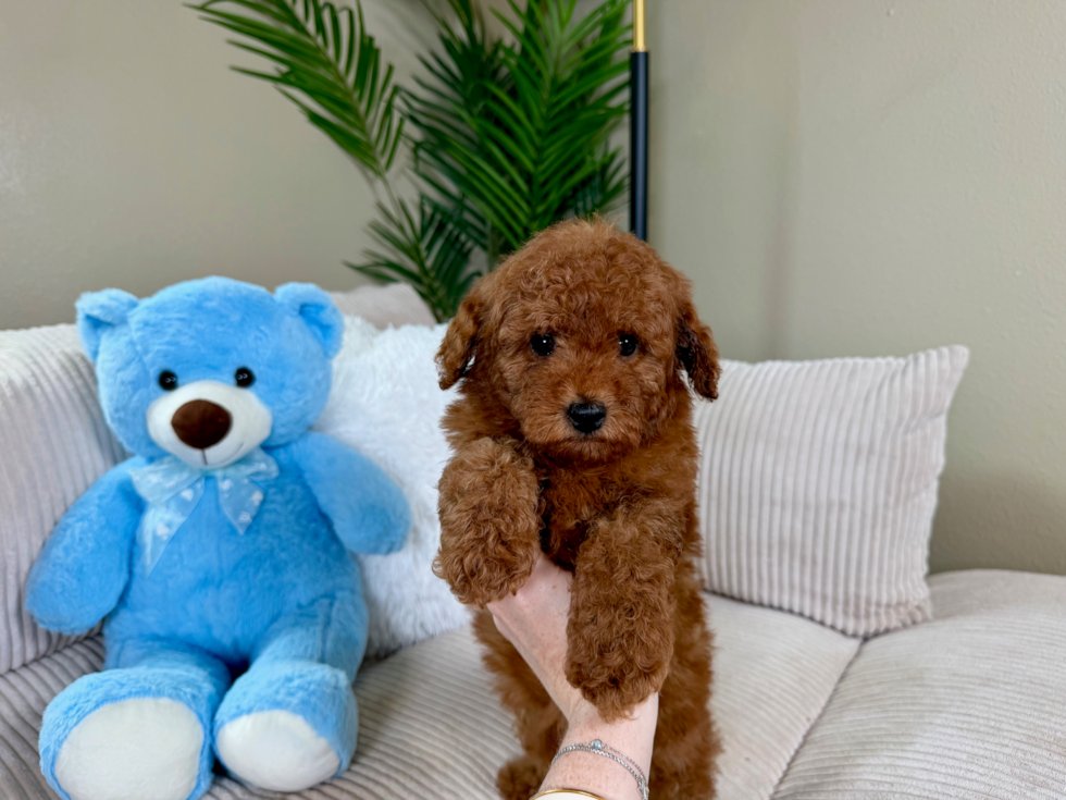 Cute Golden Retriever Poodle Mix Poodle Mix Puppy