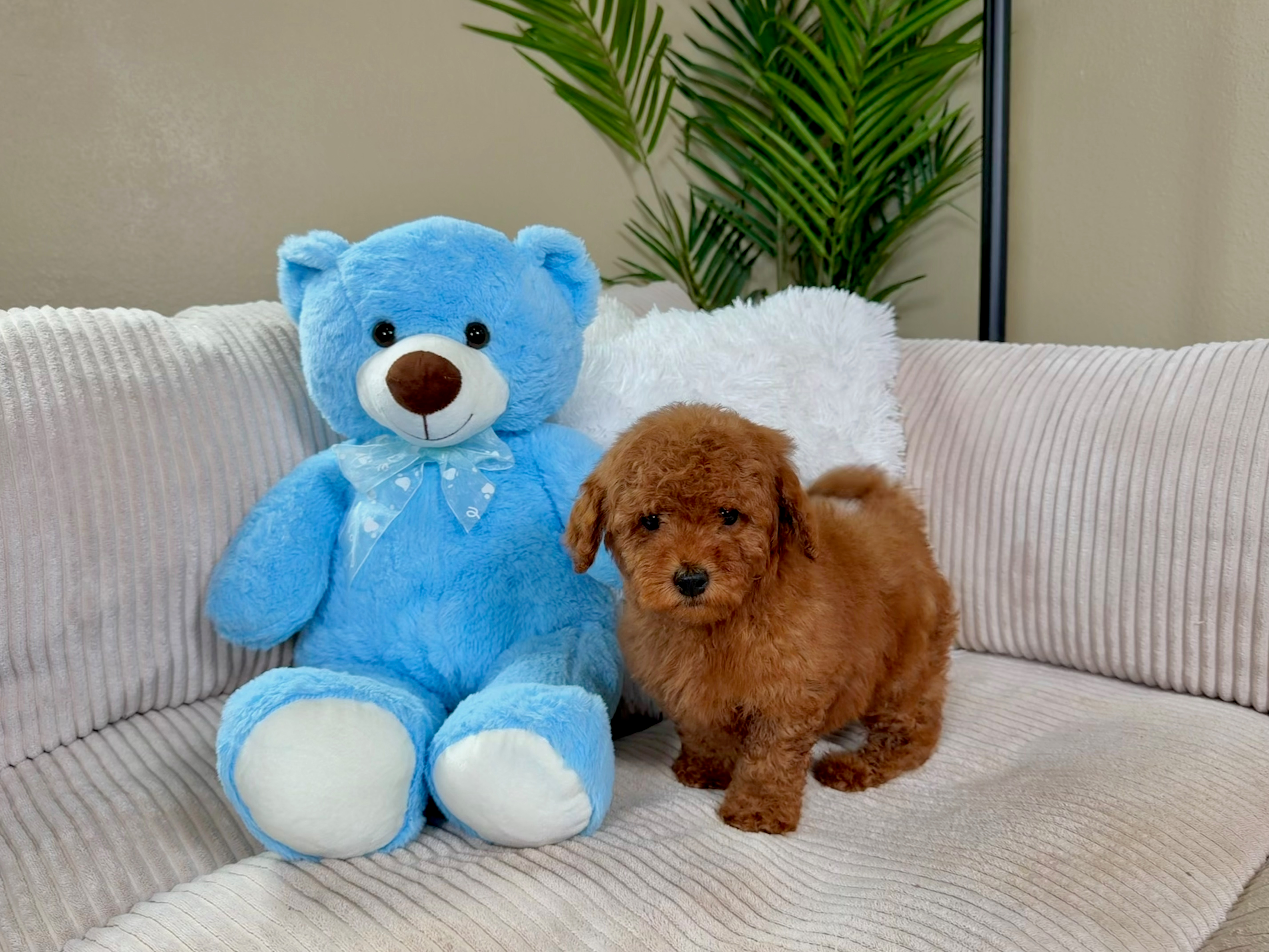 Mini Goldendoodle Pup Being Cute