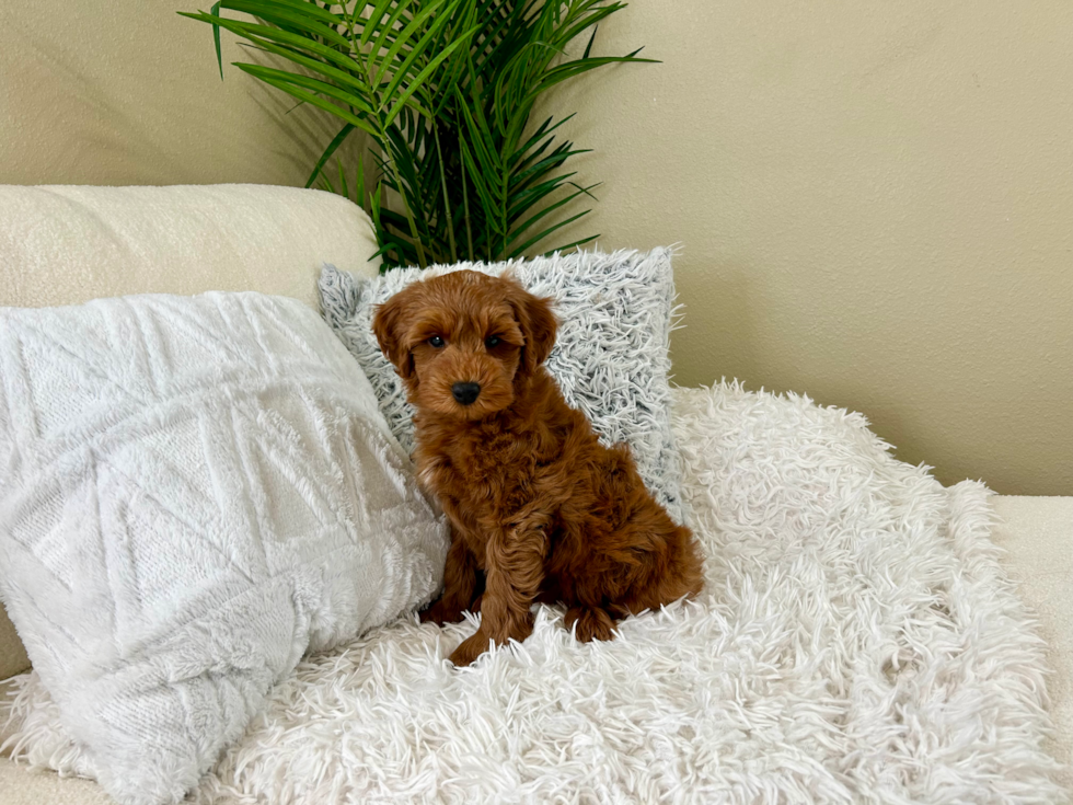 Cute Mini Goldendoodle Poodle Mix Pup