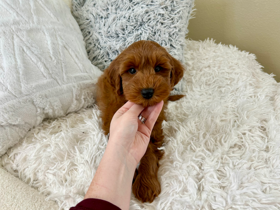 Mini Goldendoodle Puppy for Adoption