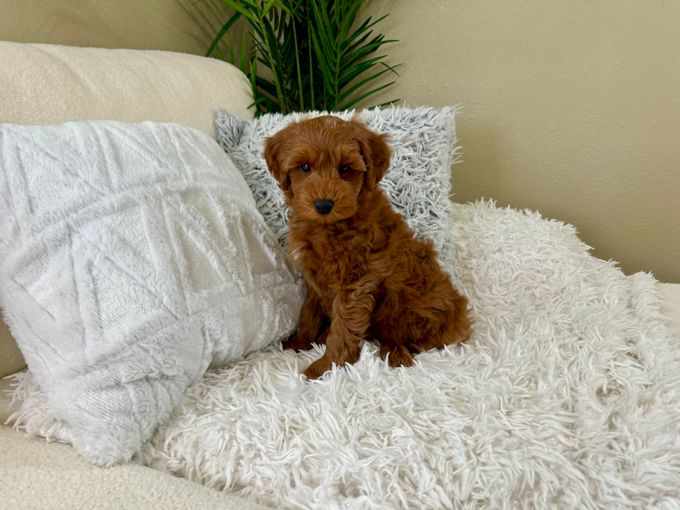 Cute Mini Goldendoodle Baby