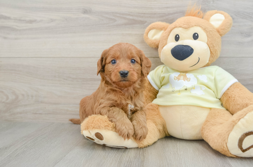 6 week old Mini Goldendoodle Puppy For Sale - Lone Star Pups
