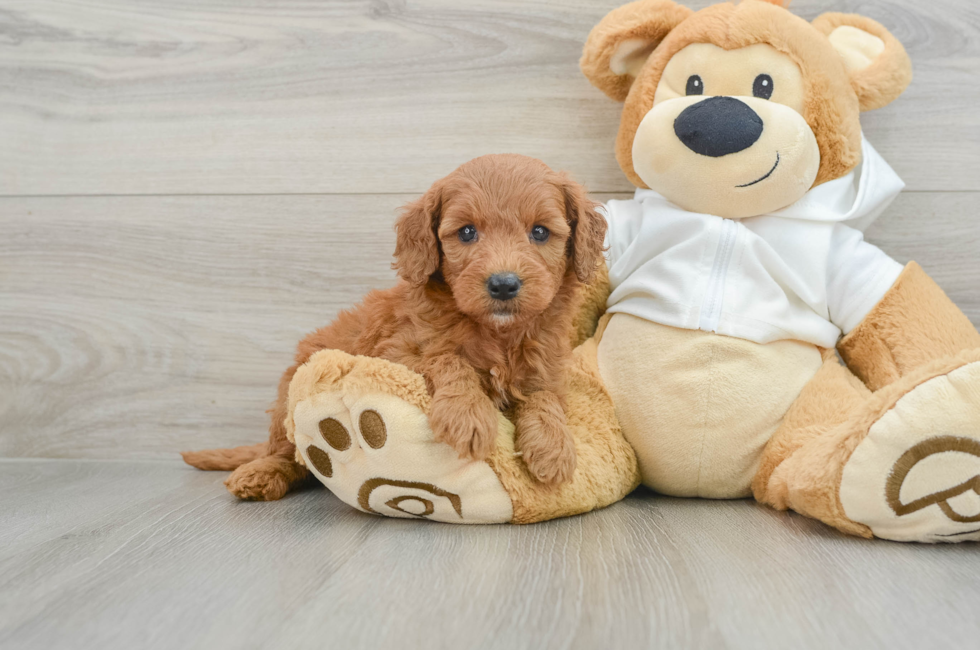 5 week old Mini Goldendoodle Puppy For Sale - Lone Star Pups