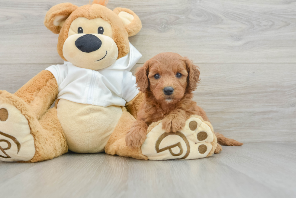 Small Mini Goldendoodle Baby