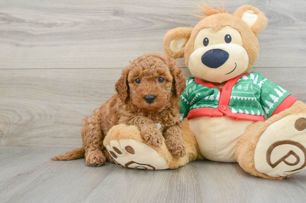 5 week old Mini Goldendoodle Puppy For Sale - Lone Star Pups