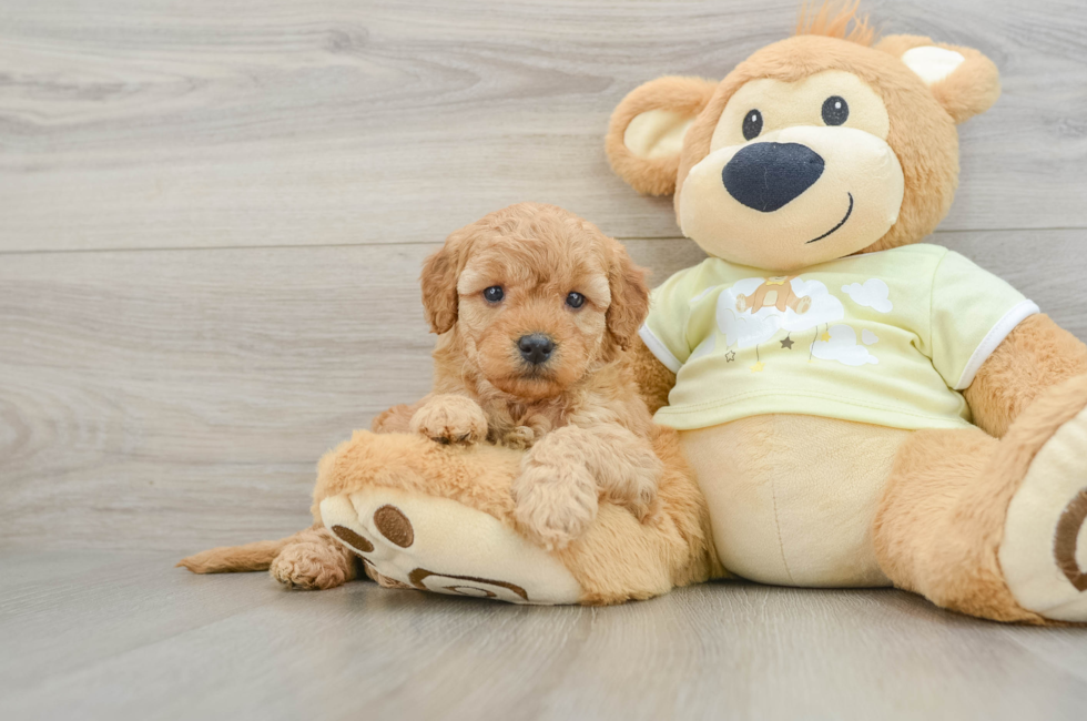 6 week old Mini Goldendoodle Puppy For Sale - Lone Star Pups