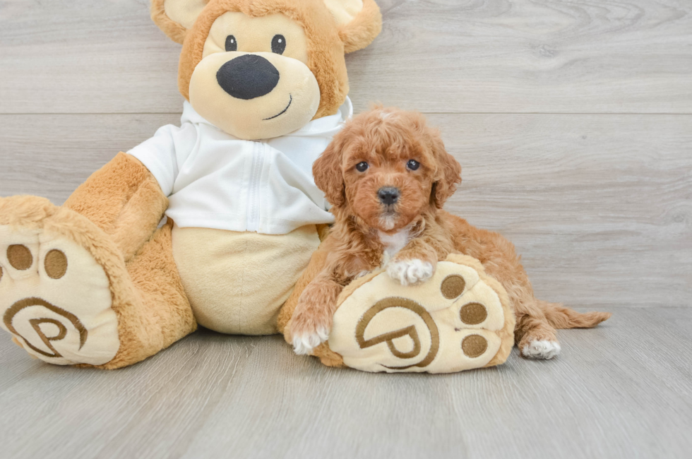 5 week old Mini Goldendoodle Puppy For Sale - Lone Star Pups