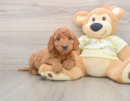 8 week old Mini Goldendoodle Puppy For Sale - Lone Star Pups