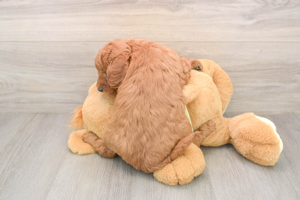 Sweet Mini Goldendoodle Baby