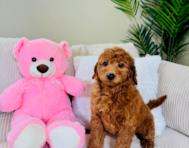 8 week old Mini Goldendoodle Puppy For Sale - Lone Star Pups