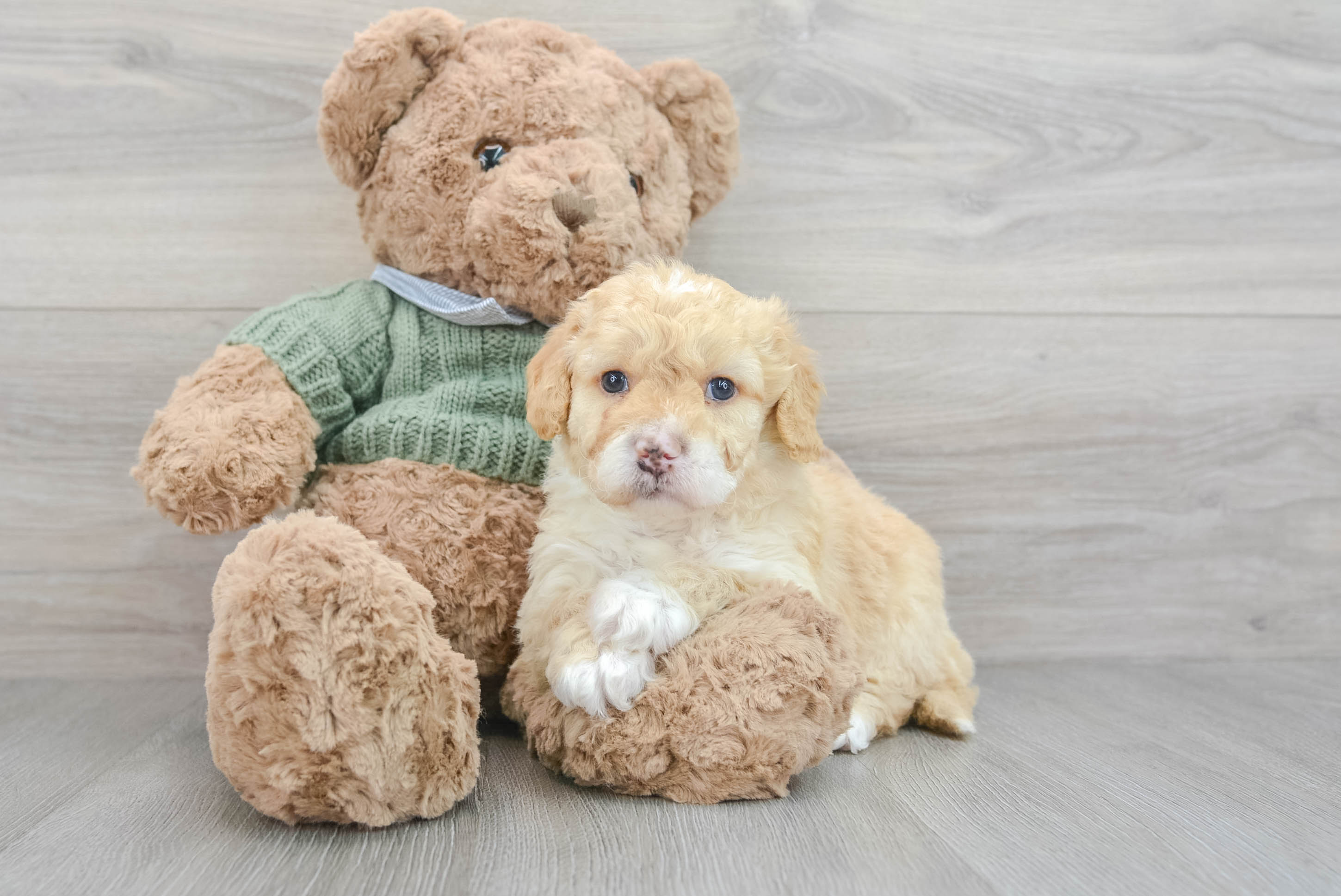 Mini Goldendoodle Pup Being Cute