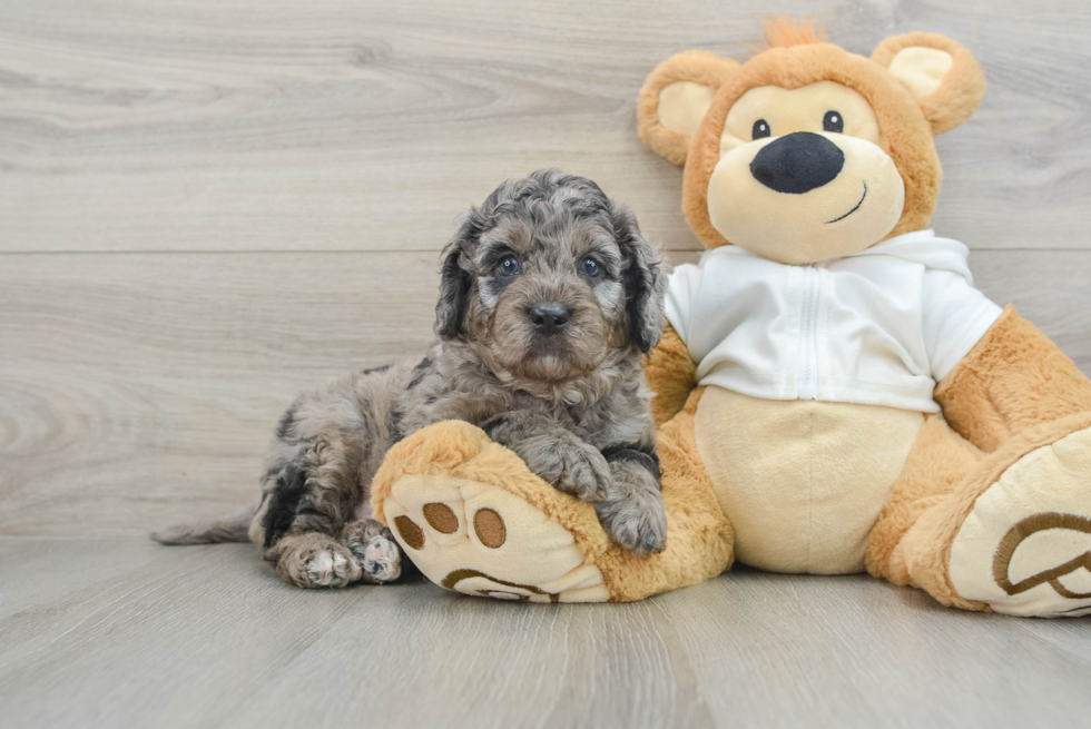 Smart Mini Goldendoodle Poodle Mix Pup