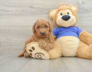 9 week old Mini Goldendoodle Puppy For Sale - Lone Star Pups