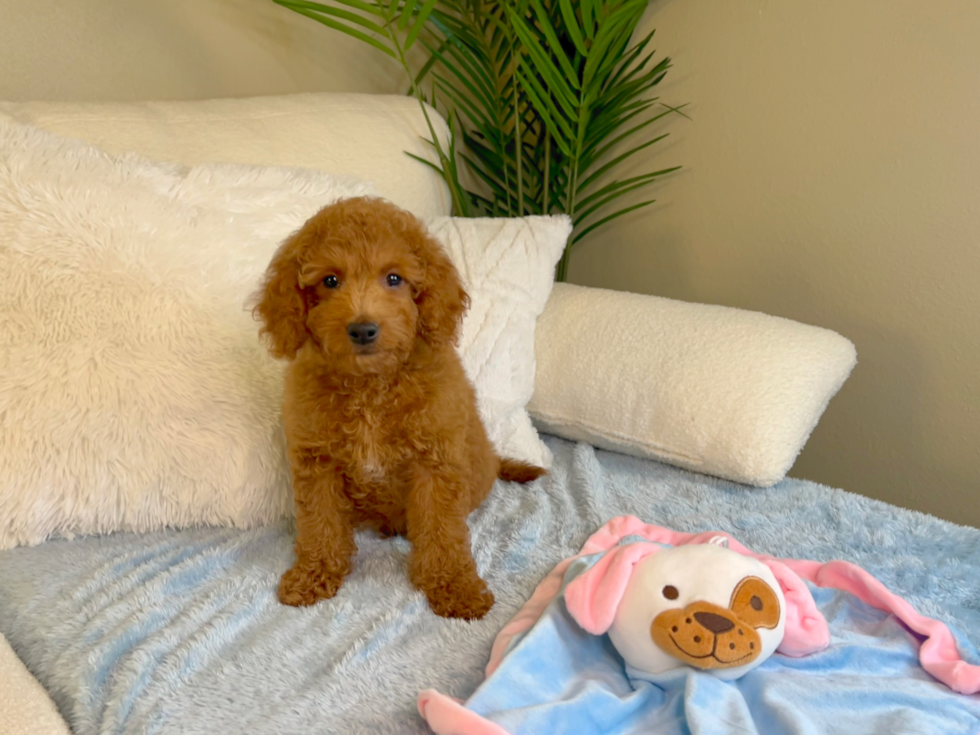 Cute Golden Retriever Poodle Mix Poodle Mix Puppy